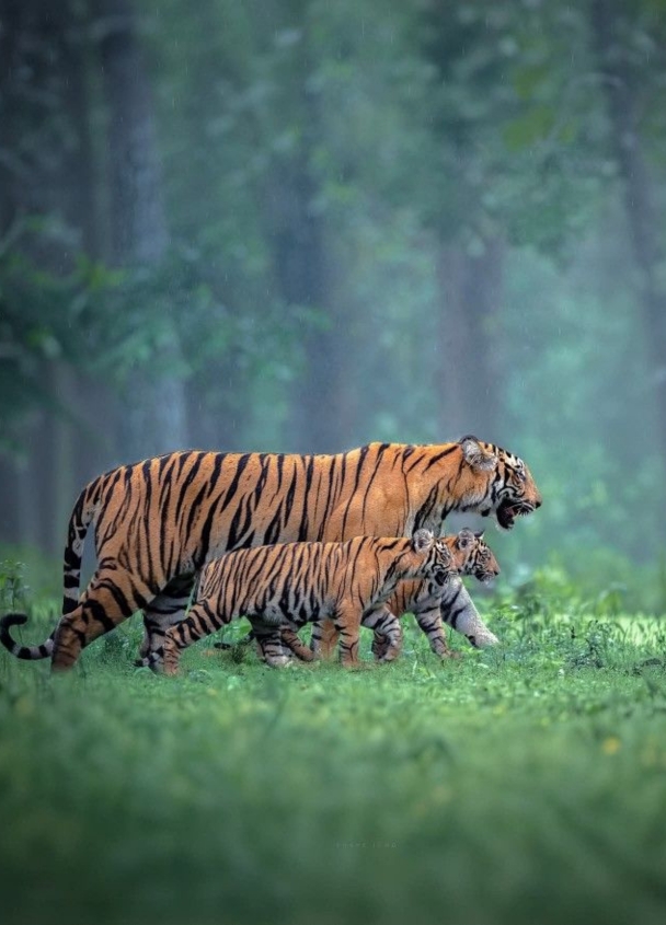 Wildlife Safari in Rajasthan Winter